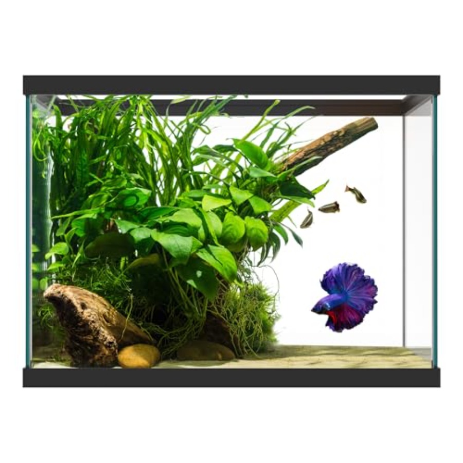 Fish Toy In Aquarium - Aquarium en verre de 20 gallons