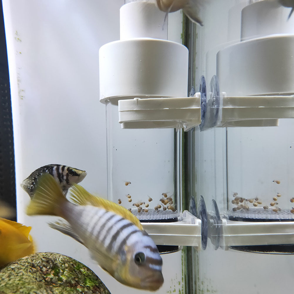 Aquarium Fish Eggs - Incubateur à œufs de 40 mm