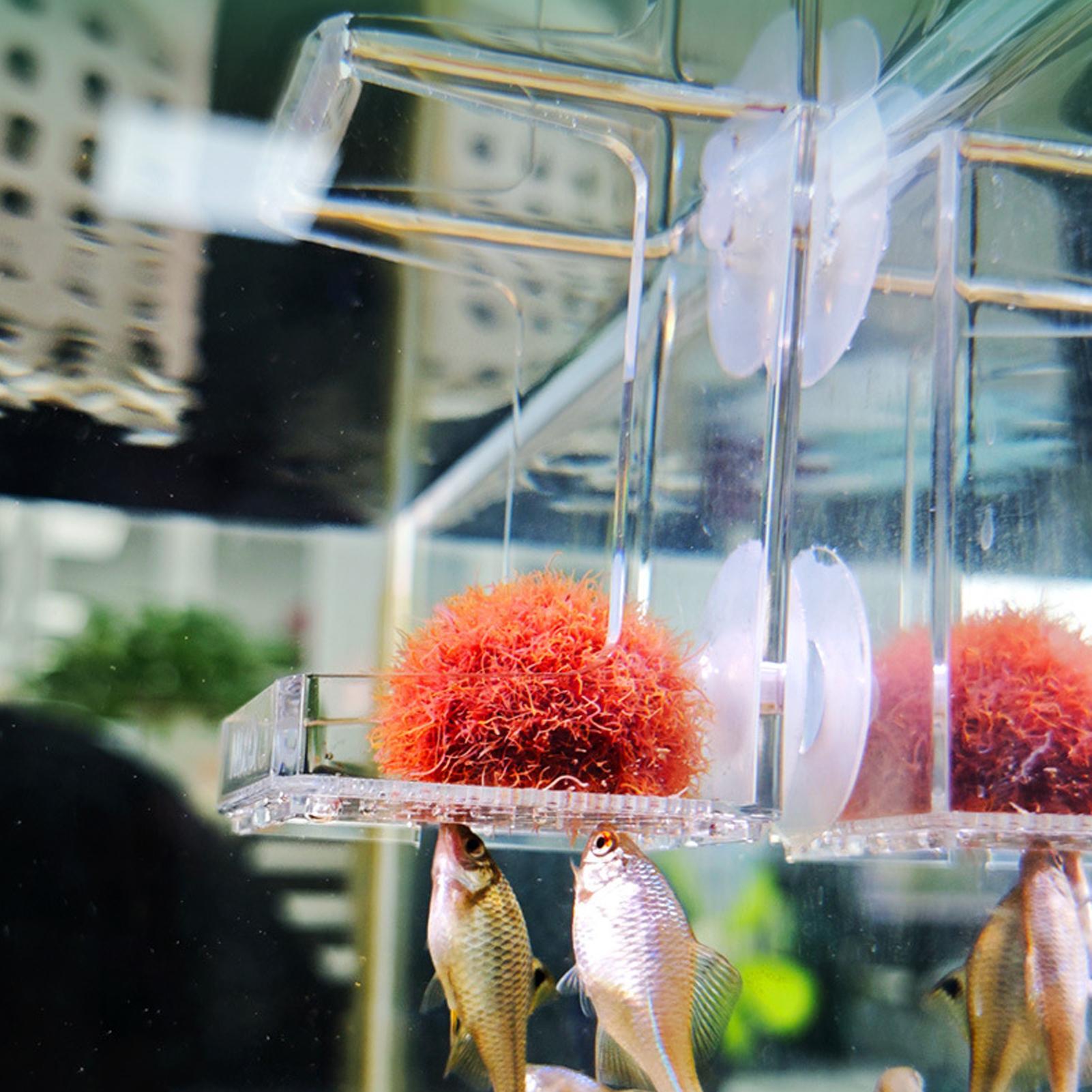 Tetra Fish In Aquarium - Mangeoire pour aquarium avec ventouse, plateau