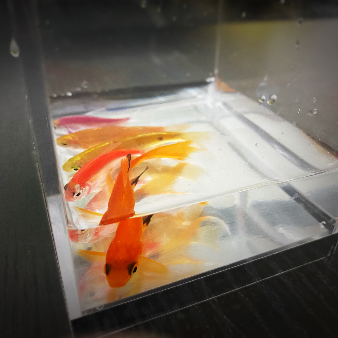 Aquarium Fish Big Size - Mystic Aquarium by Dividende C Magic,