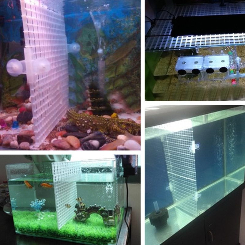 Poisson pour séparateur réserv - Aquarium Fish Eggs avis et prix