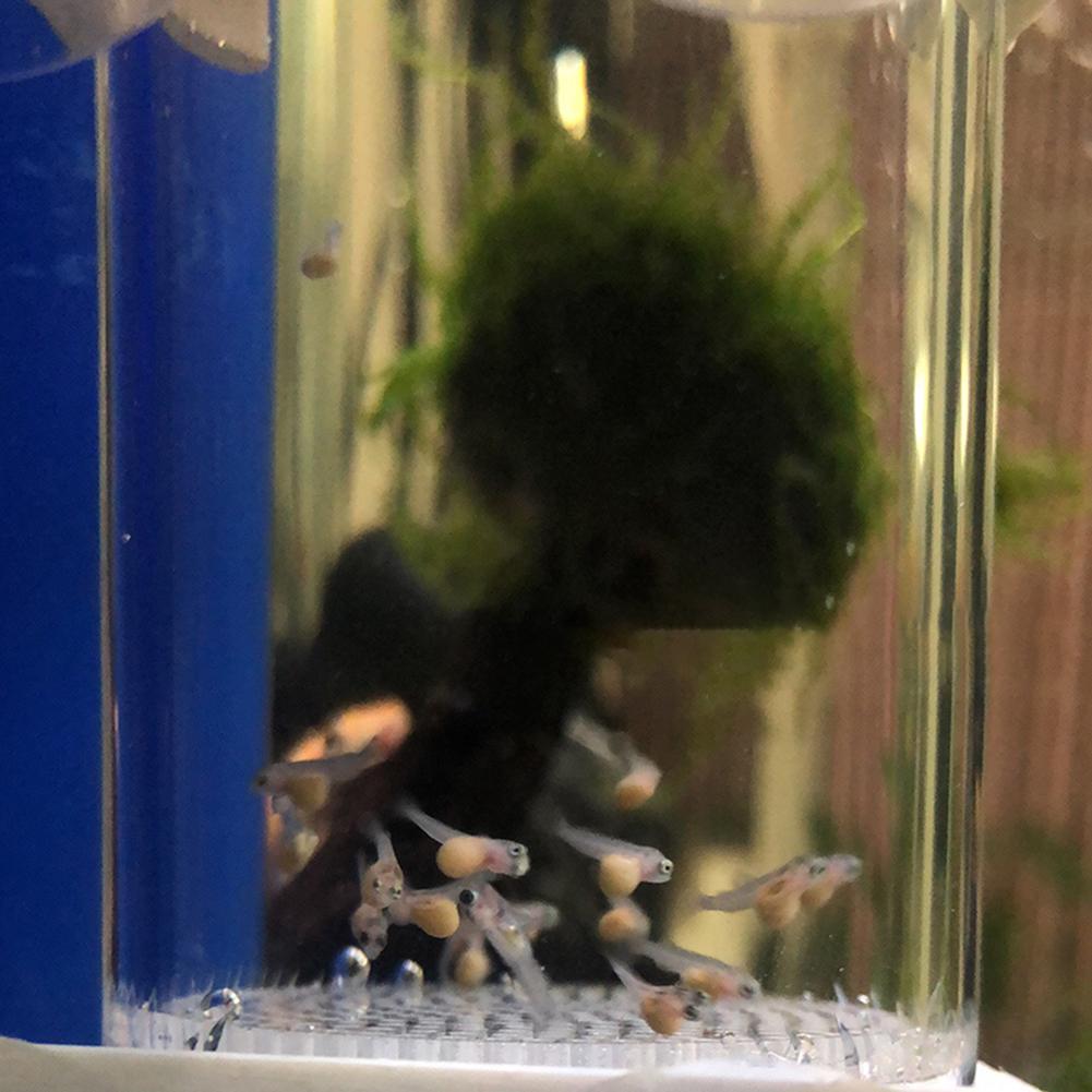 Incubateur d'œufs de poisson d - Aquarium Fish Eggs avis et prix