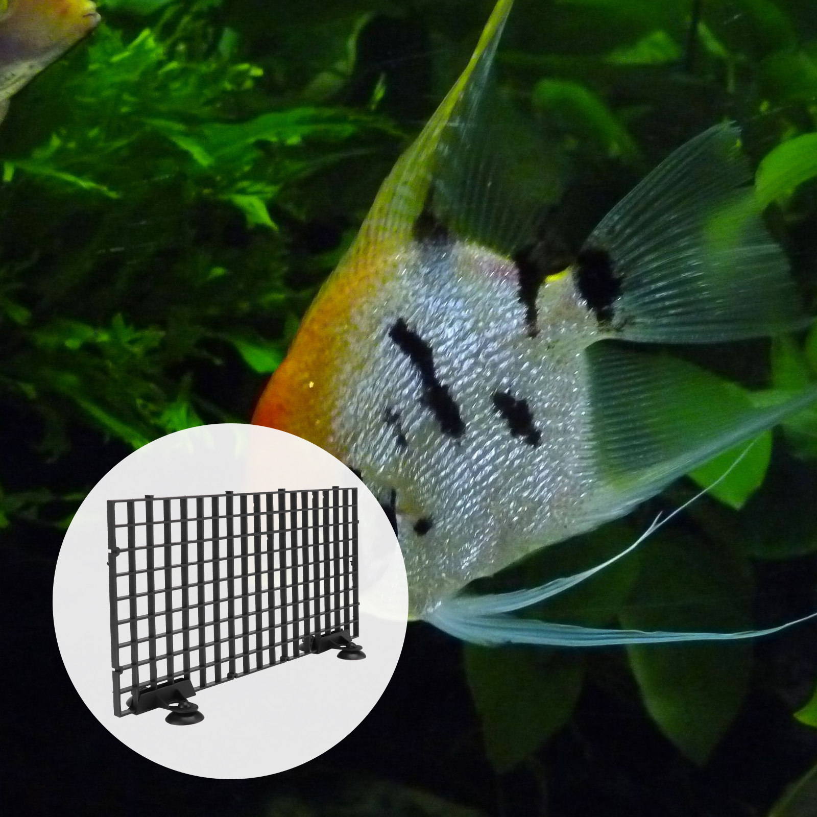 Grille de filtration en plasti - Aquarium Fish Big Size avis et prix