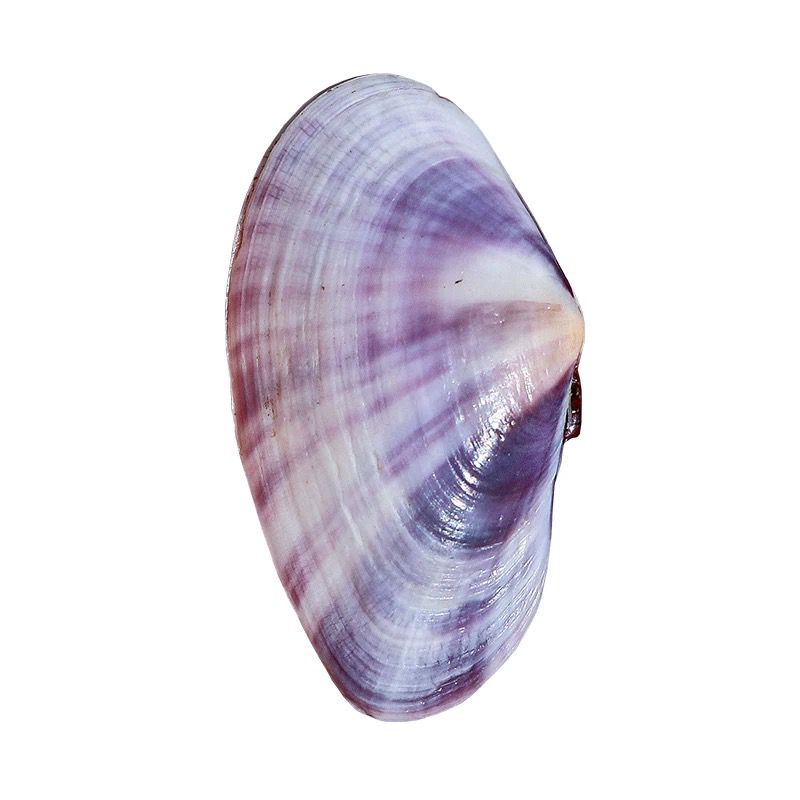 Longue palourde violette, conq - Aquarium Fish Guppy avis et prix
