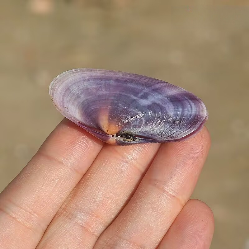 Longue palourde violette, conq - Aquarium Fish Guppy avis et prix