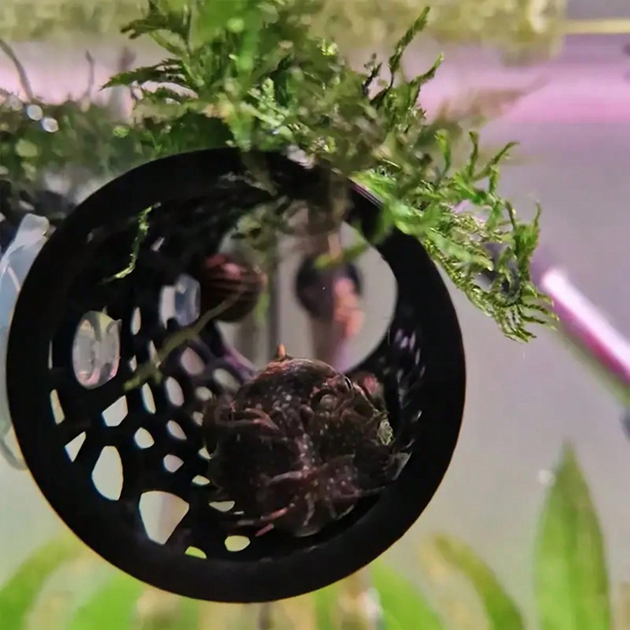 Abri creux pour poissons Betta - Aquarium Fish Hiding Places avis et prix
