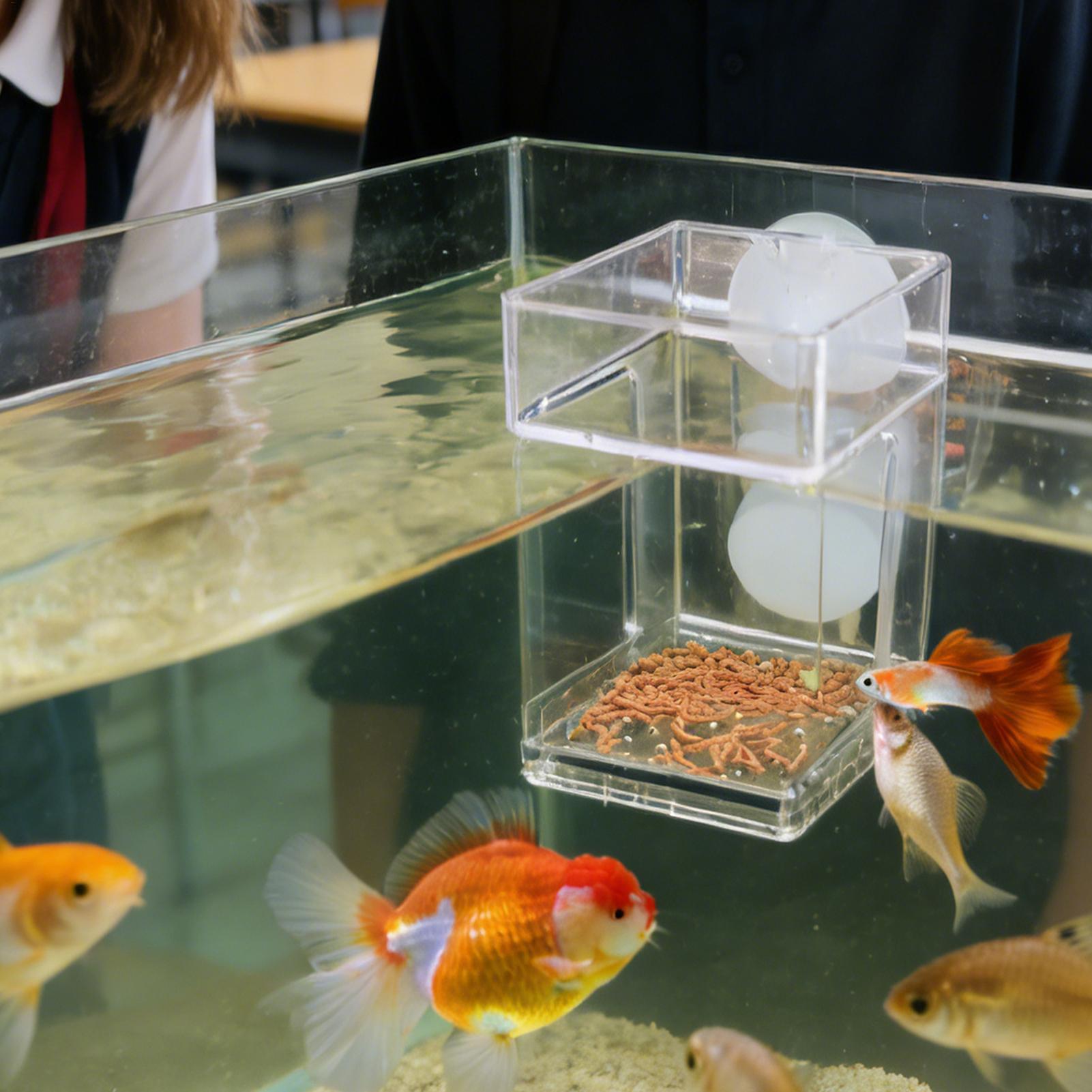 Mangeoire pour aquarium avec v - Tetra Fish In Aquarium avis et prix