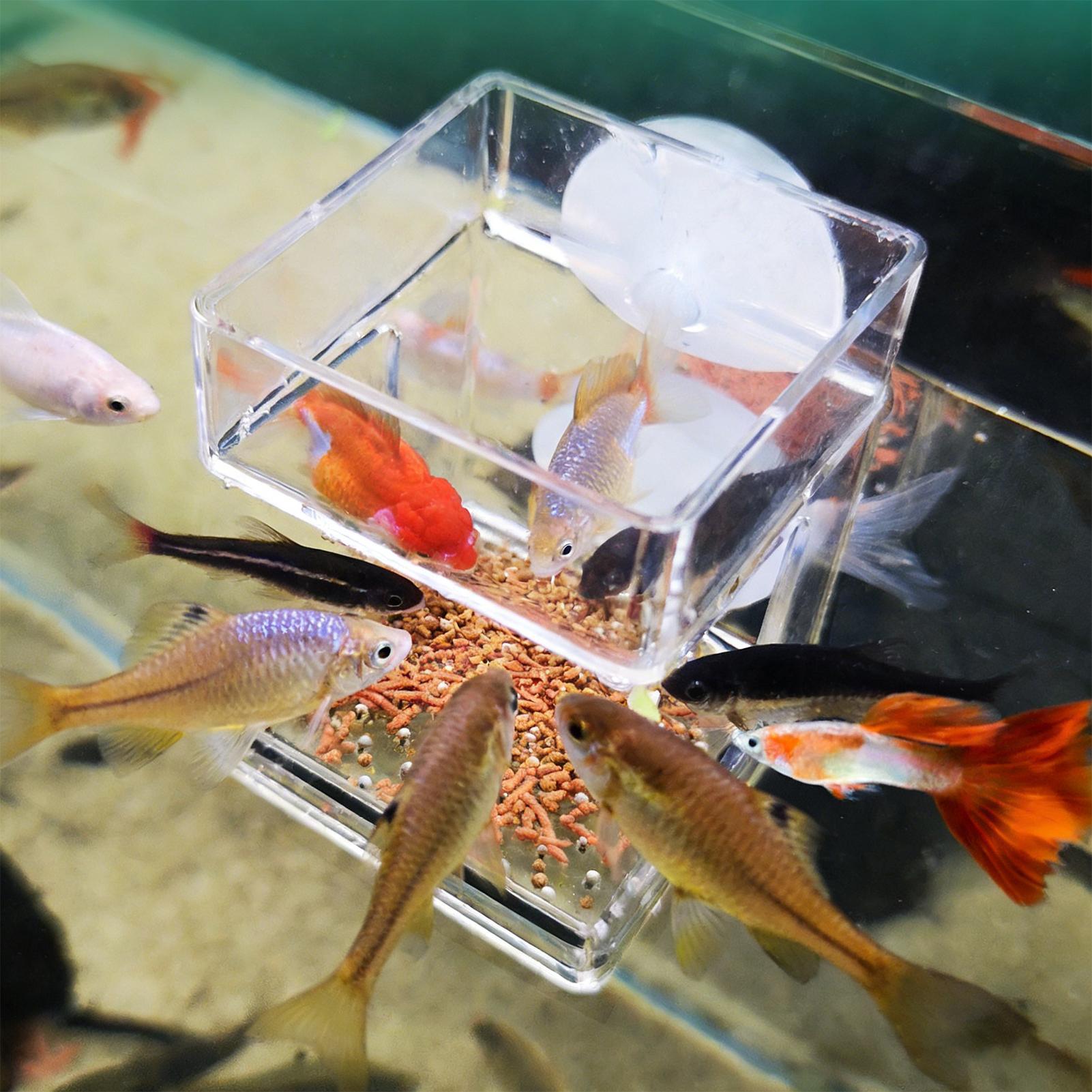 Mangeoire pour aquarium avec v - Tetra Fish In Aquarium avis et prix