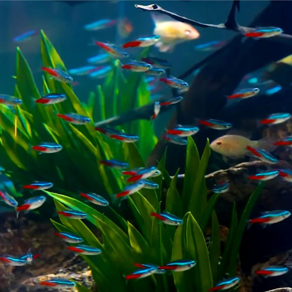 Tétroïdes néon d'eau douce (ta - Tetra Fish In Aquarium avis et prix
