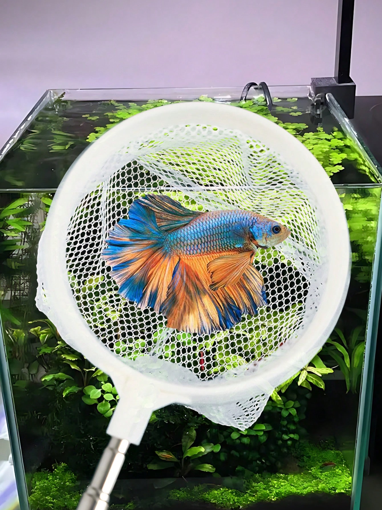 Épuisette pour poissons d'aqua - Aquarium Fish Food avis et prix
