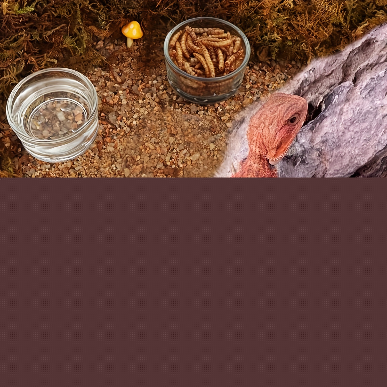 Aquarium en verre de petite ta - Aquarium Fish Food avis et prix