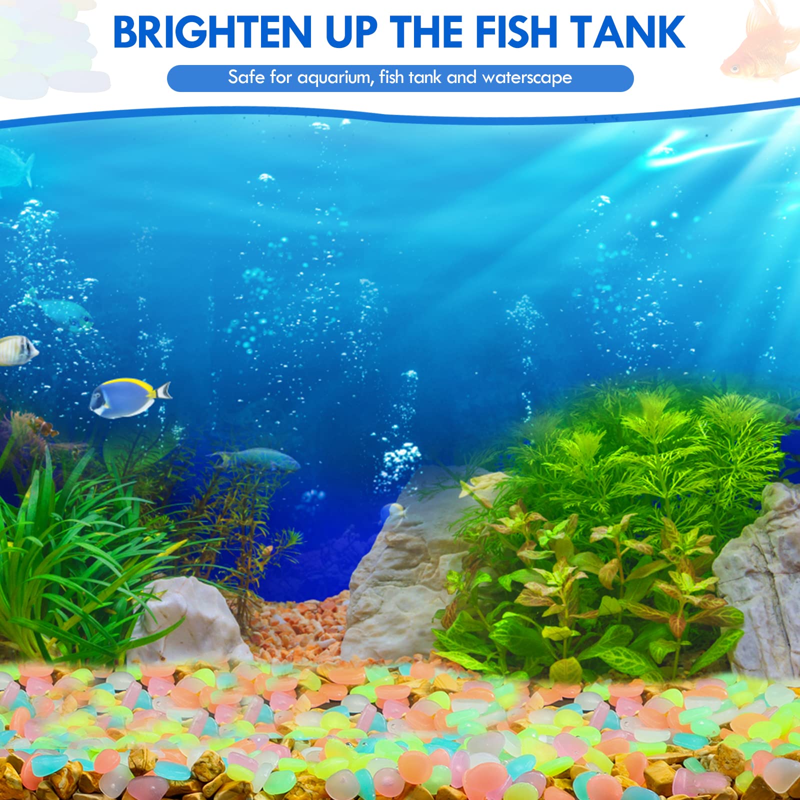 100 pièces brillent dans le no - Aquarium Fish Guppy avis et prix