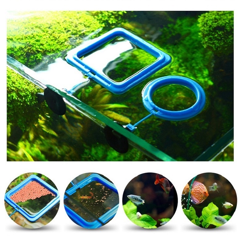 Anneau d'alimentation pour poi - Tetra Fish In Aquarium avis et prix
