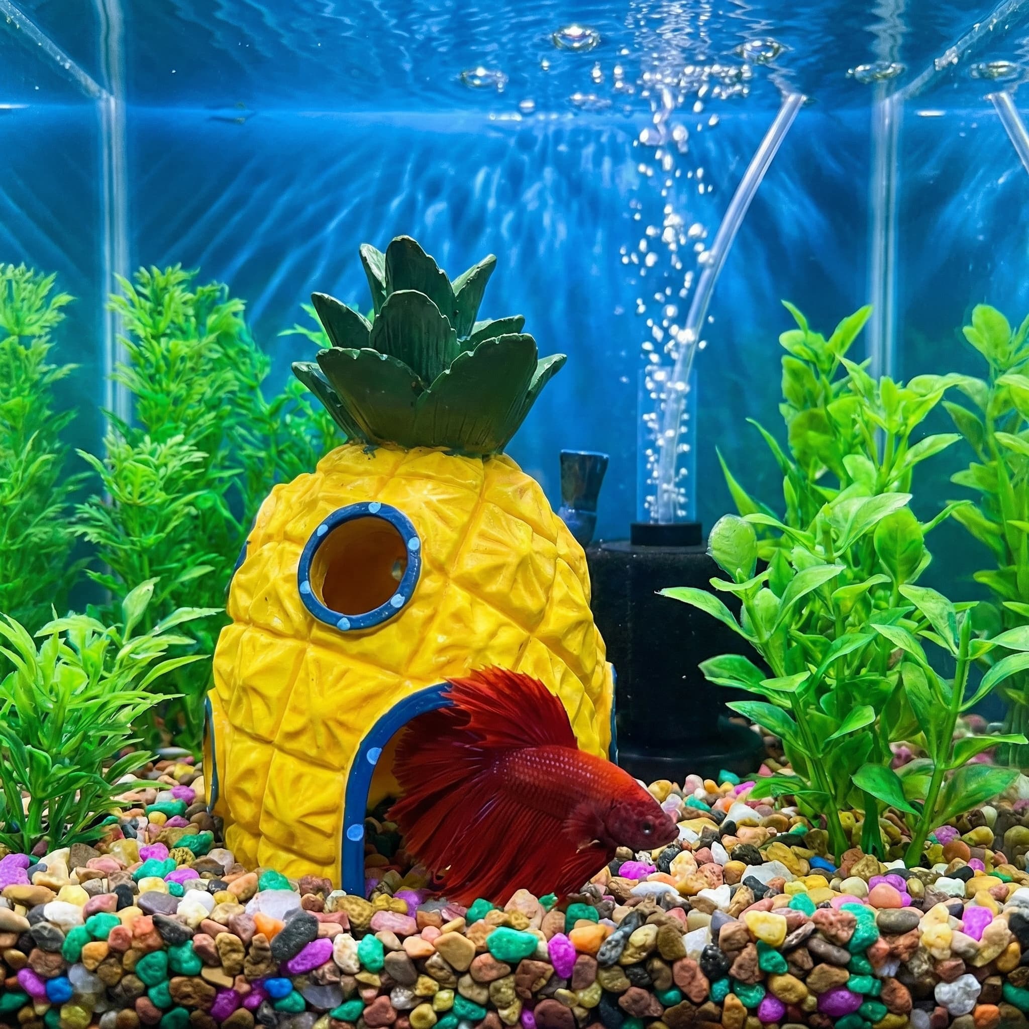 Décoration d'aquarium Pineappl - Aquarium Fish Hiding Places avis et prix
