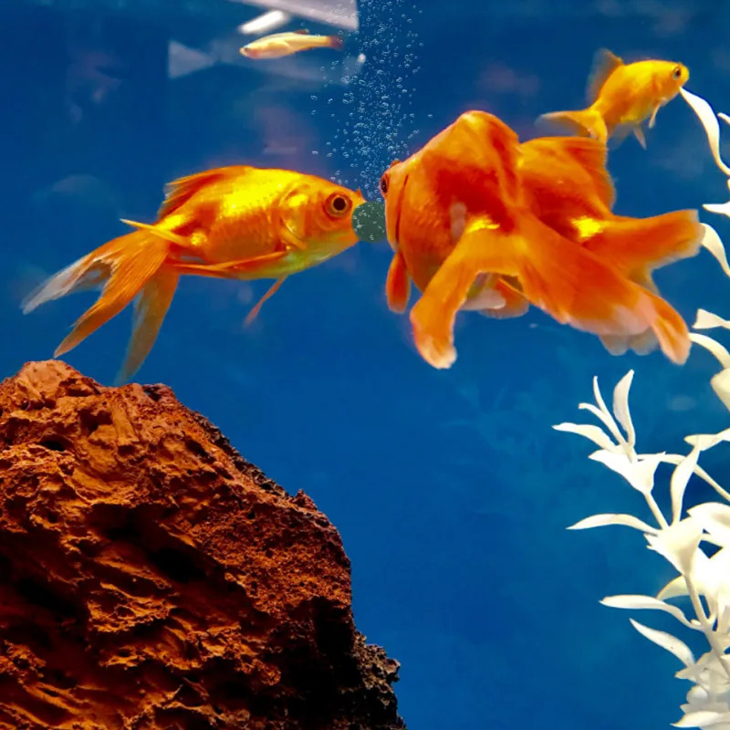 100-1500 comprimés de spirulin - Aquarium Fish Food avis et prix